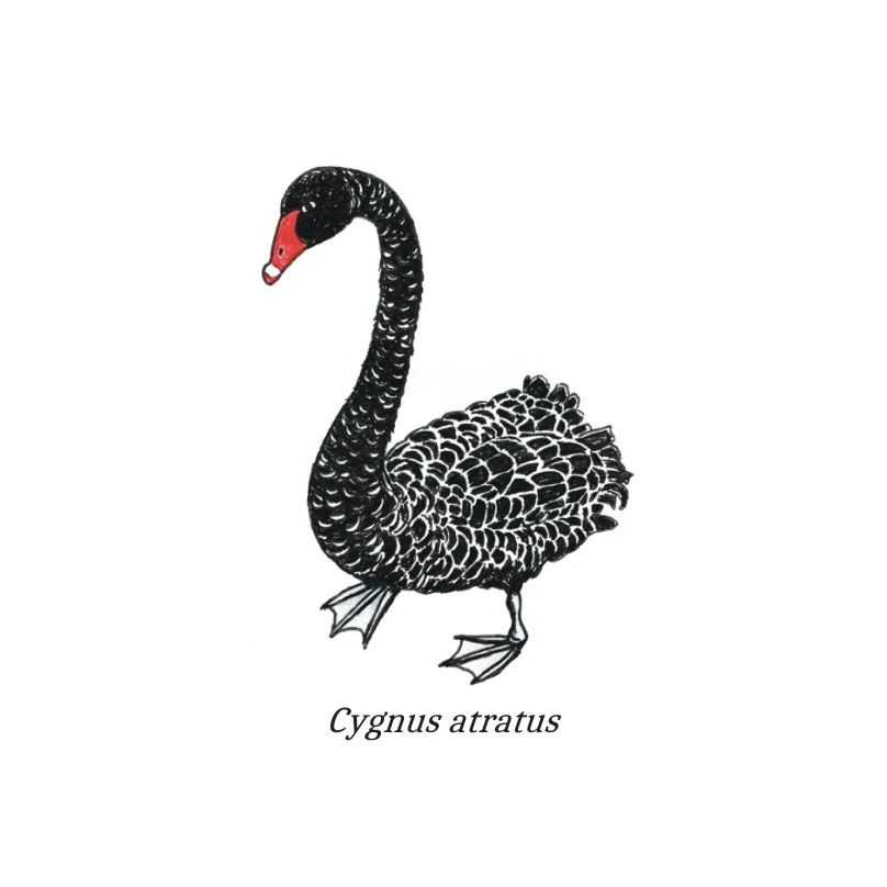  Ink and watercolour illustration of a Black Swan 