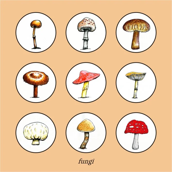 Watercolour illustrations of a variety of mushrooms 