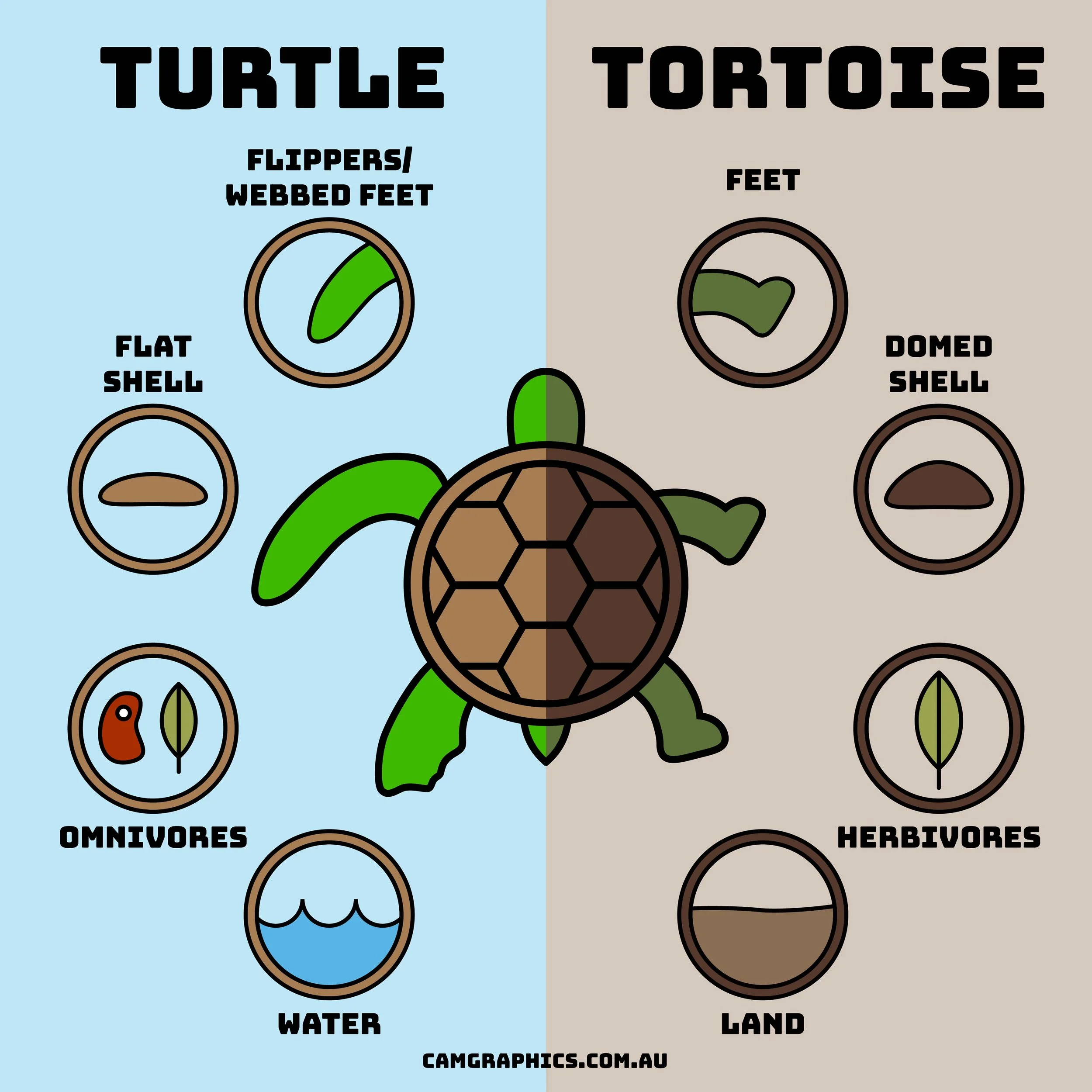  An infographic showing the difference between turtles and tortoises 
