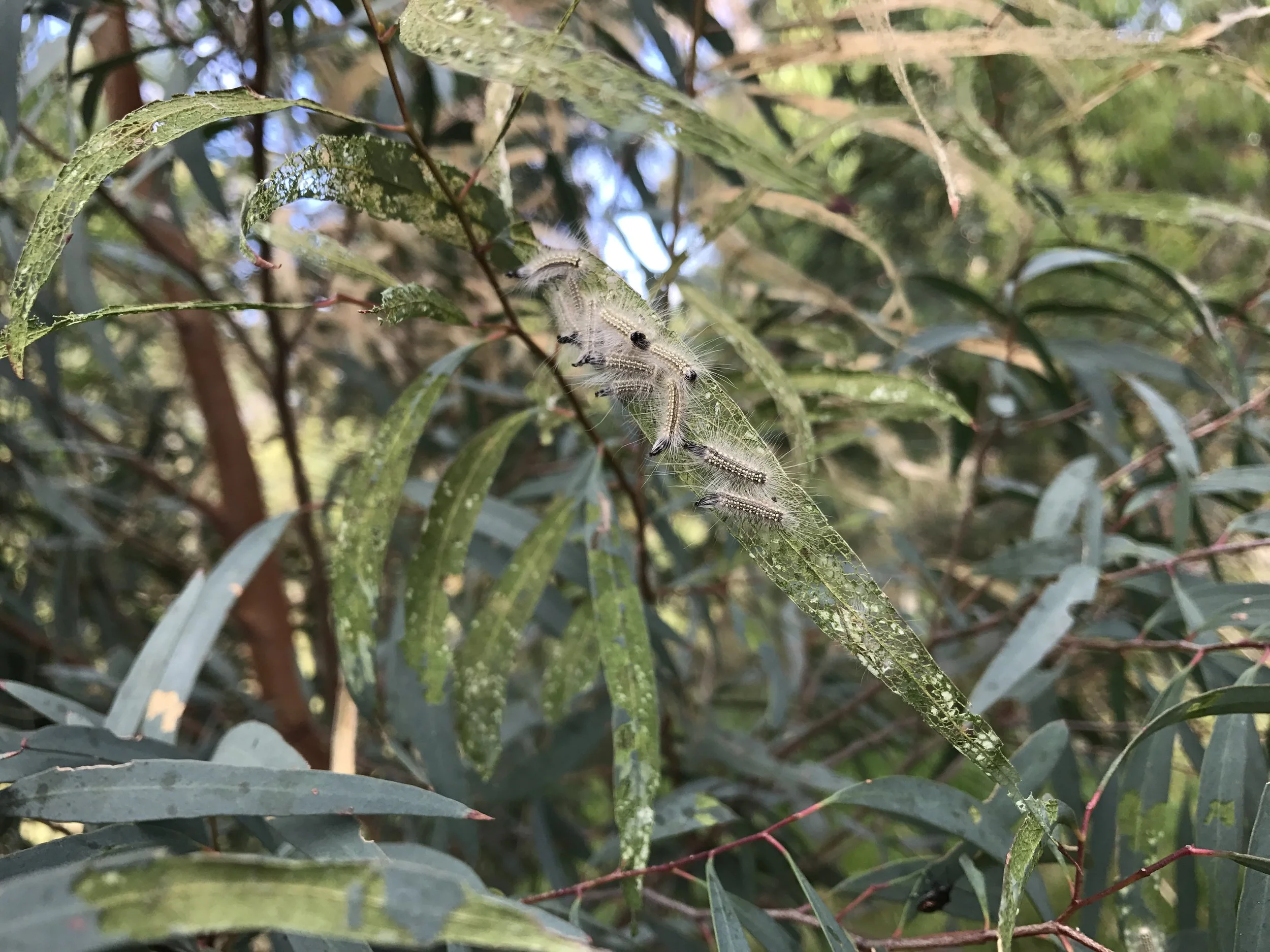 Caterpillar.jpg