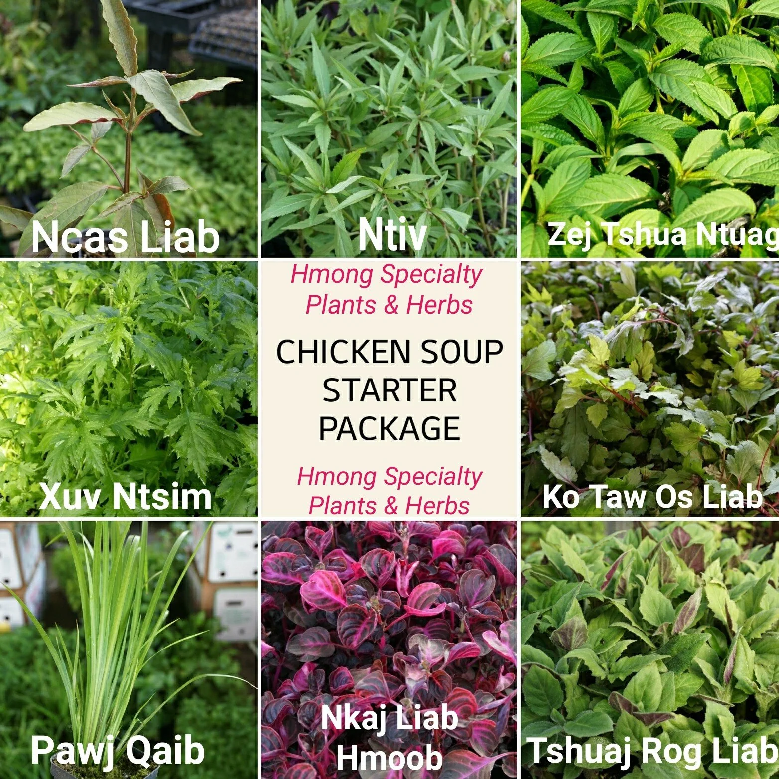 Hmong Medicinal Chicken Herb Starter Package Tshuaj Rau Qaib Package