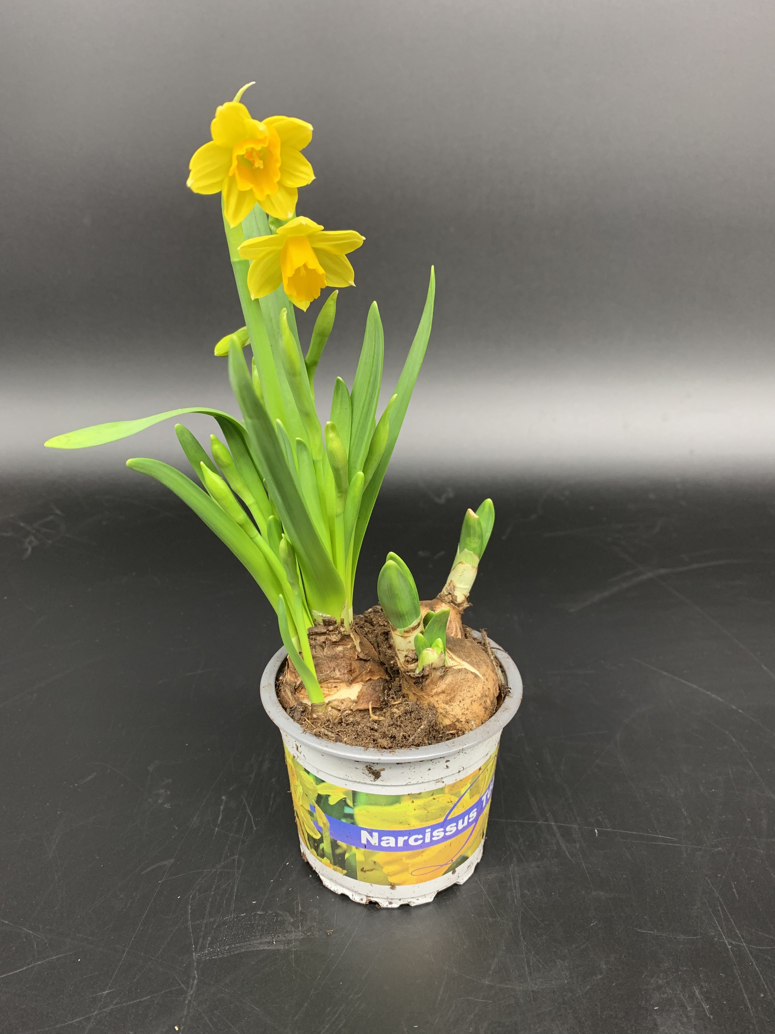 Small Narcissus Bulb Pot .jpeg