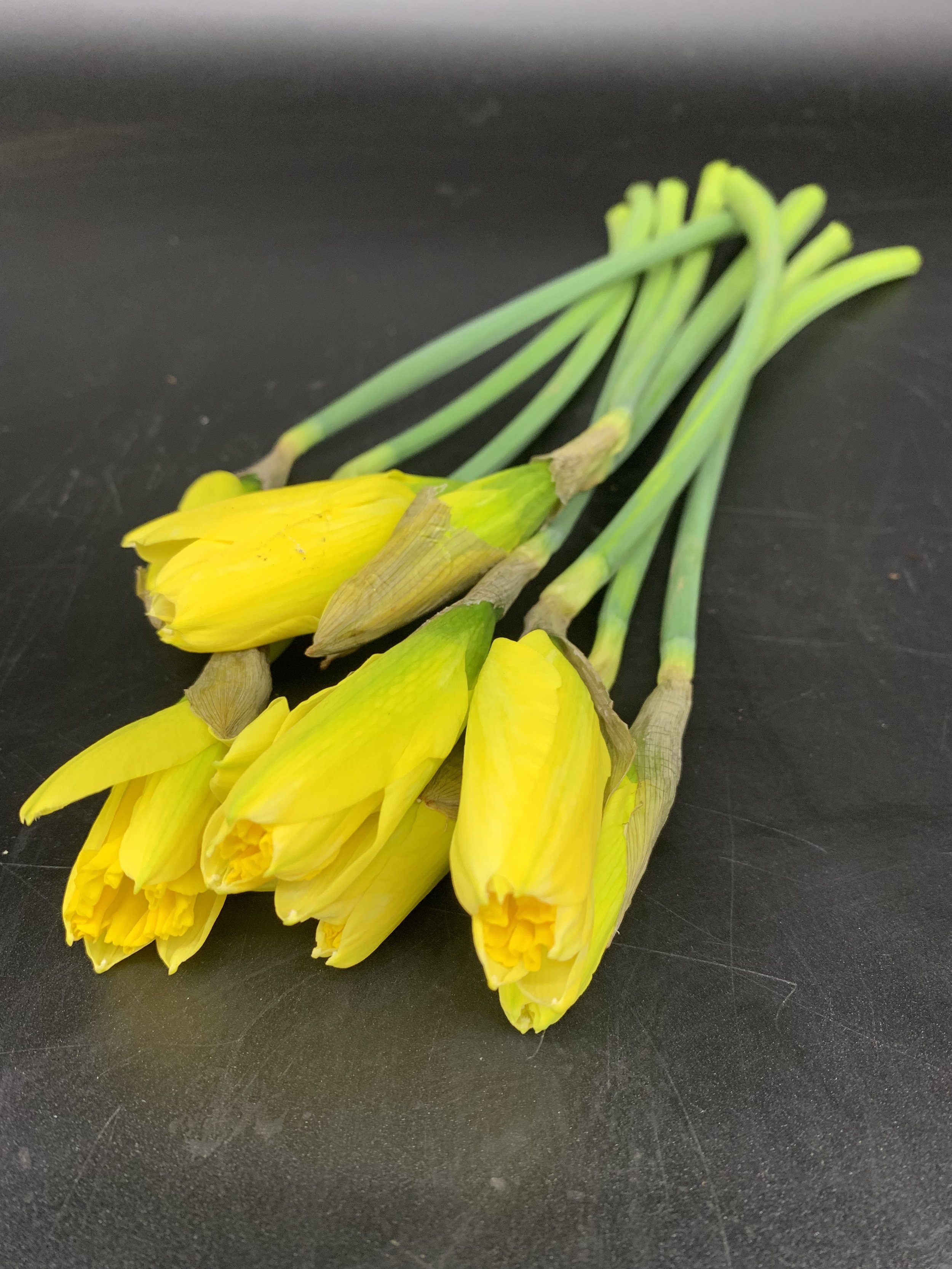 Daffodil Bunch.jpeg