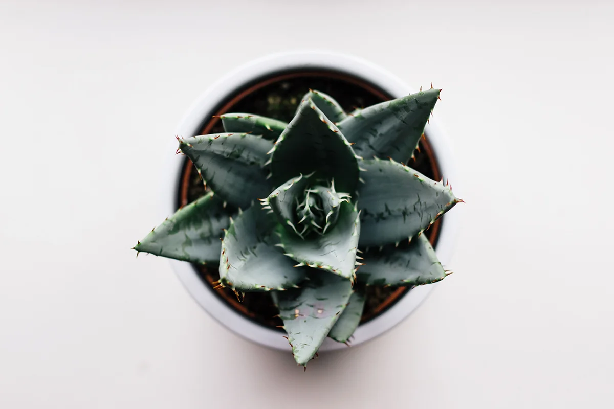 alex-holyoake-451983-unsplash (1).jpg