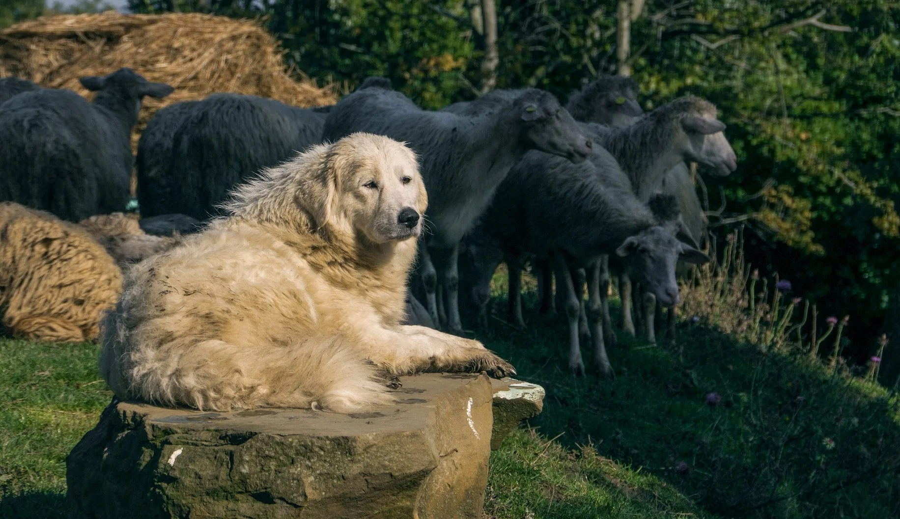 white-livestock-guardian-dog-guarding-sheep-flock.jpg