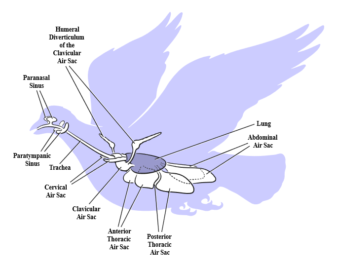 Holding A Chicken Upside Down Is It Safe For Love Of