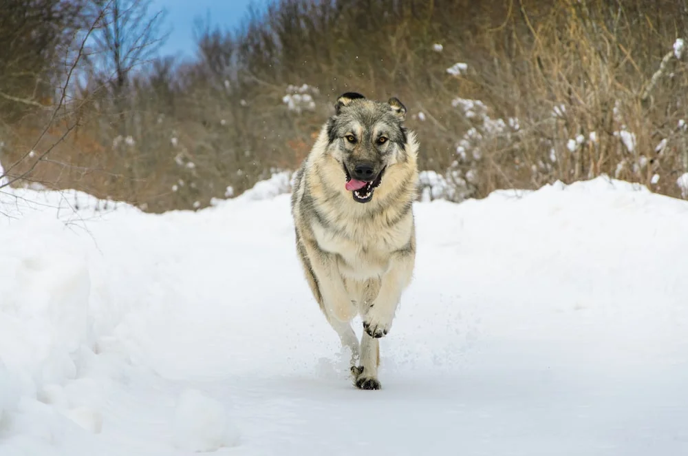Sarplaninac Livestock Guardian Dog Breed For Love Of Livestock