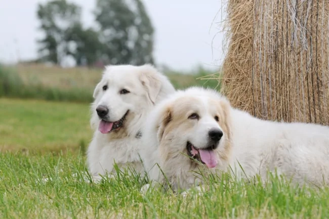female great pyrenees