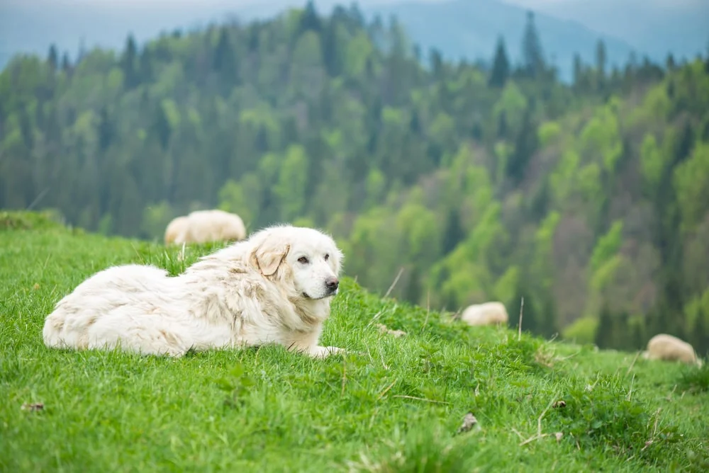 Polish Tatra Sheepdog Livestock Guardian Dog Breed — For Love of Livestock