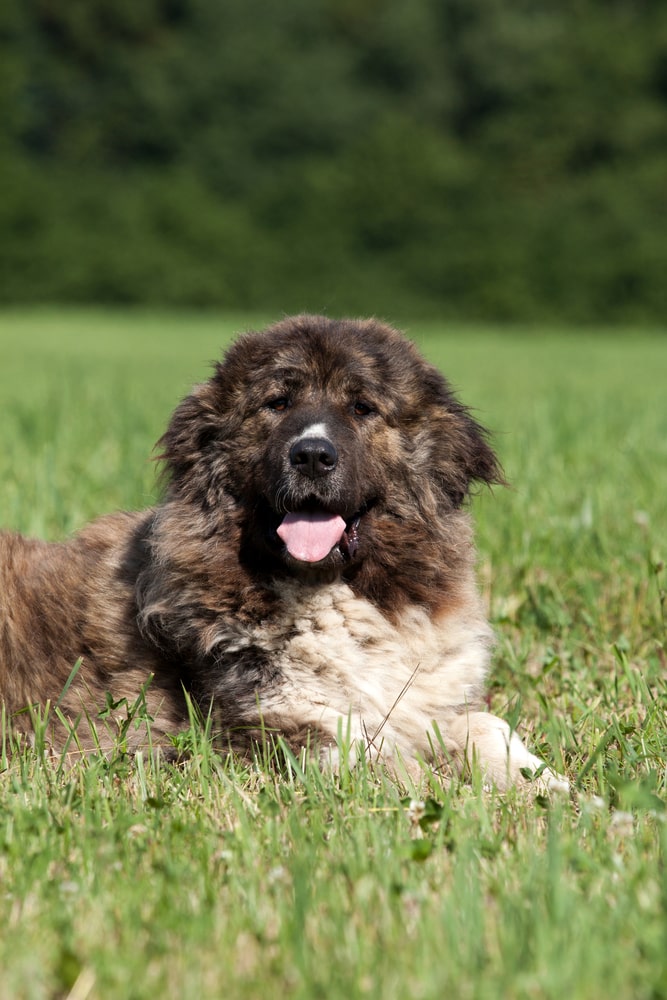 Caucasian Ovcharka: Livestock Guardian Dog Breed — For Love Of Livestock