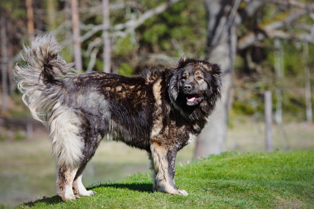 Caucasian Ovcharka Dog