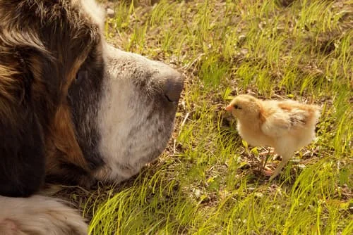 great pyrenees guarding chickens