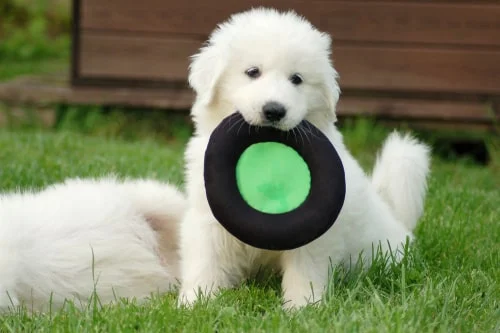 The Best Livestock Guardian Dog Toys: Top Recommendations from DOZENS of Great Pyrenees Owners!