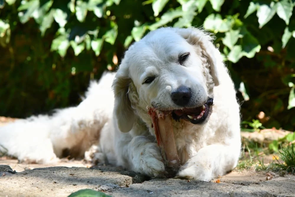 The Best Livestock Guardian Dog Treats and Chews: Top Recommendations from DOZENS of Great Pyrenees Owners!