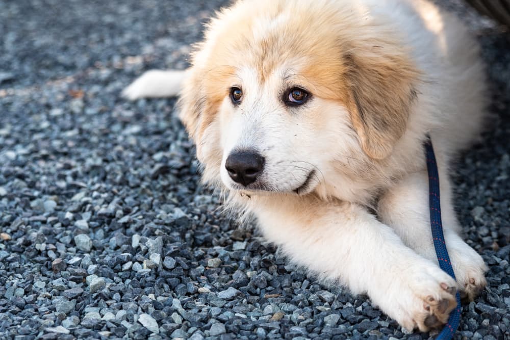 best shock collar for great pyrenees