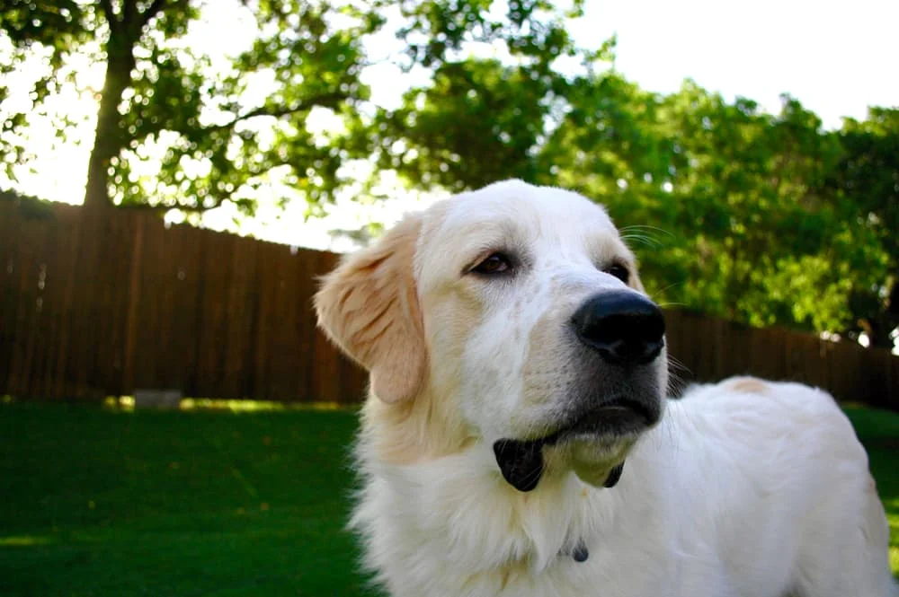Train Your Great Pyrenees to Stop Barking: When You Don’t Want Fido to ‘Speak’