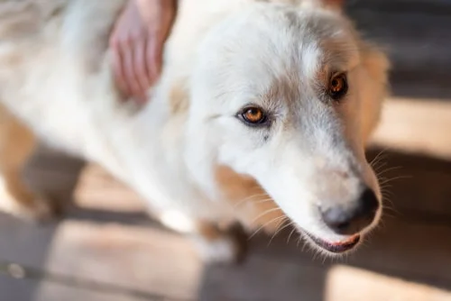 how to stop great pyrenees from barking