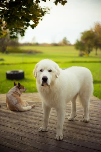 The Great “Escape Artist” Pyrenees: How to Keep Your Pyr in the Yard or Pasture