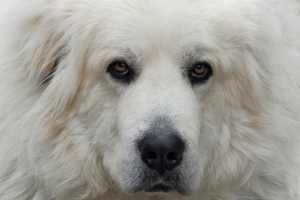 are great pyrenees good guard dogs