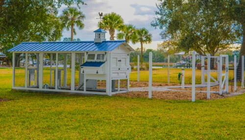  Does Your Chicken Coop Need to Be Off the Ground For 