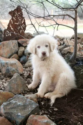 Pyrenees Mix Great Pyrenees Pet Golden Great Pyrenees Puppies