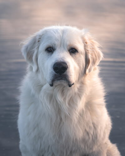 The 4 Commands Your Livestock Guardian Dog Must Know: Come, Leave It, Off, and Look at Me