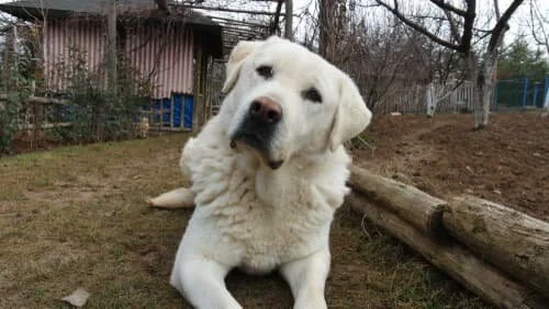 Akbash: Livestock Guardian Dog Breed