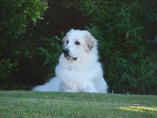 great pyrenees losing clumps of hair