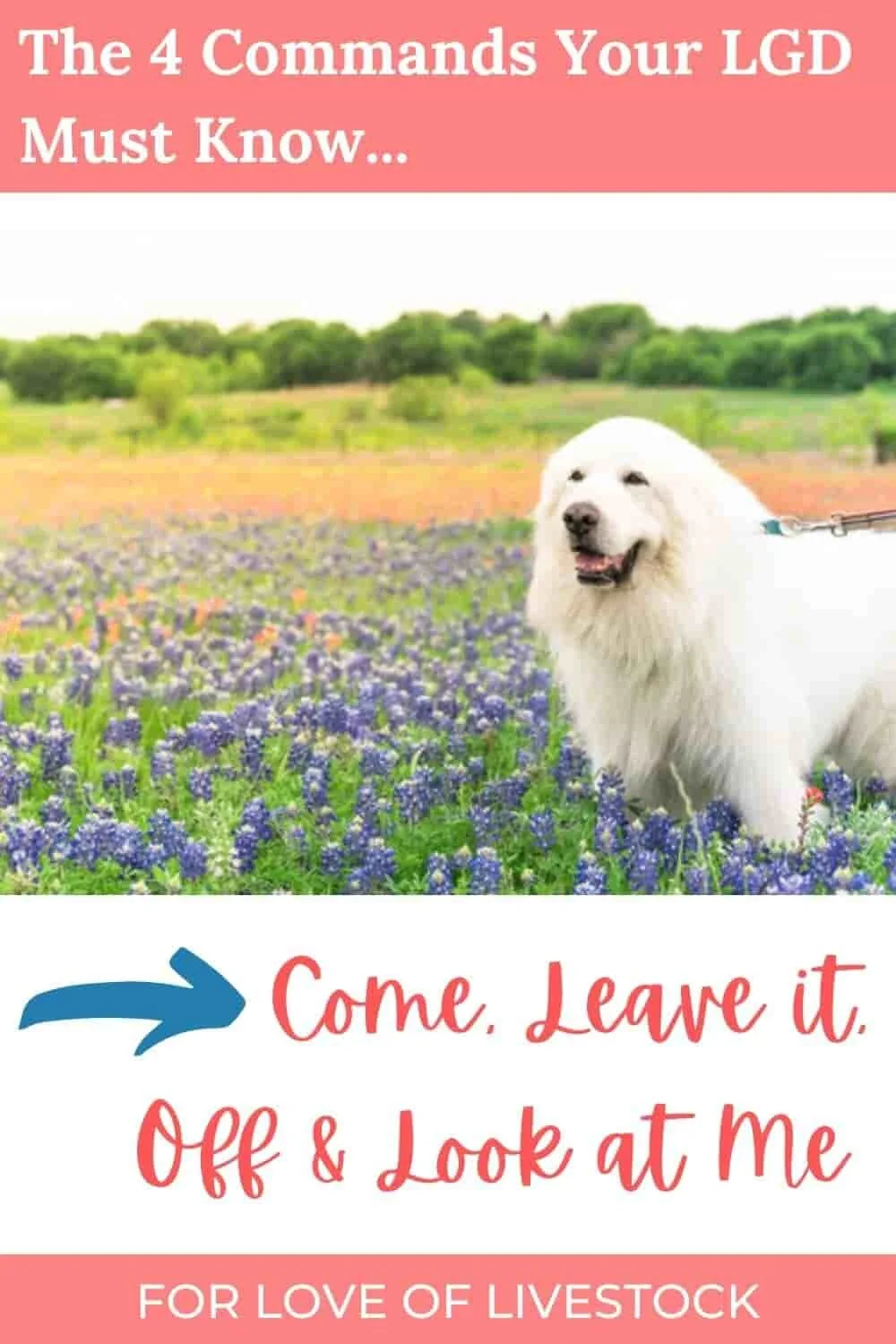 The 4 Commands Your Livestock Guardian Dog Must Know Come, Leave It
