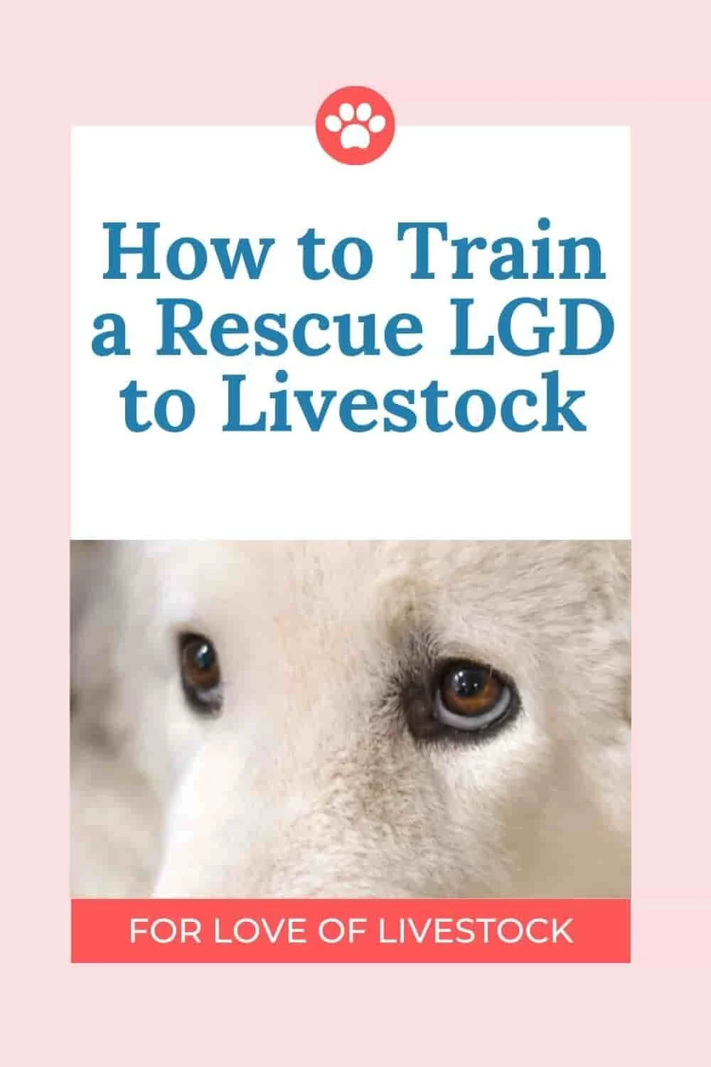 Rescue Livestock Guardian Dogs Should You Get One? — For Love of