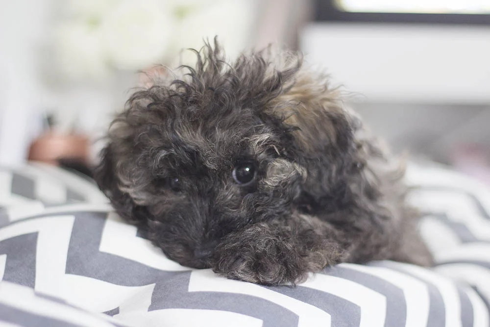 Adopting a puppy - Maddie's story