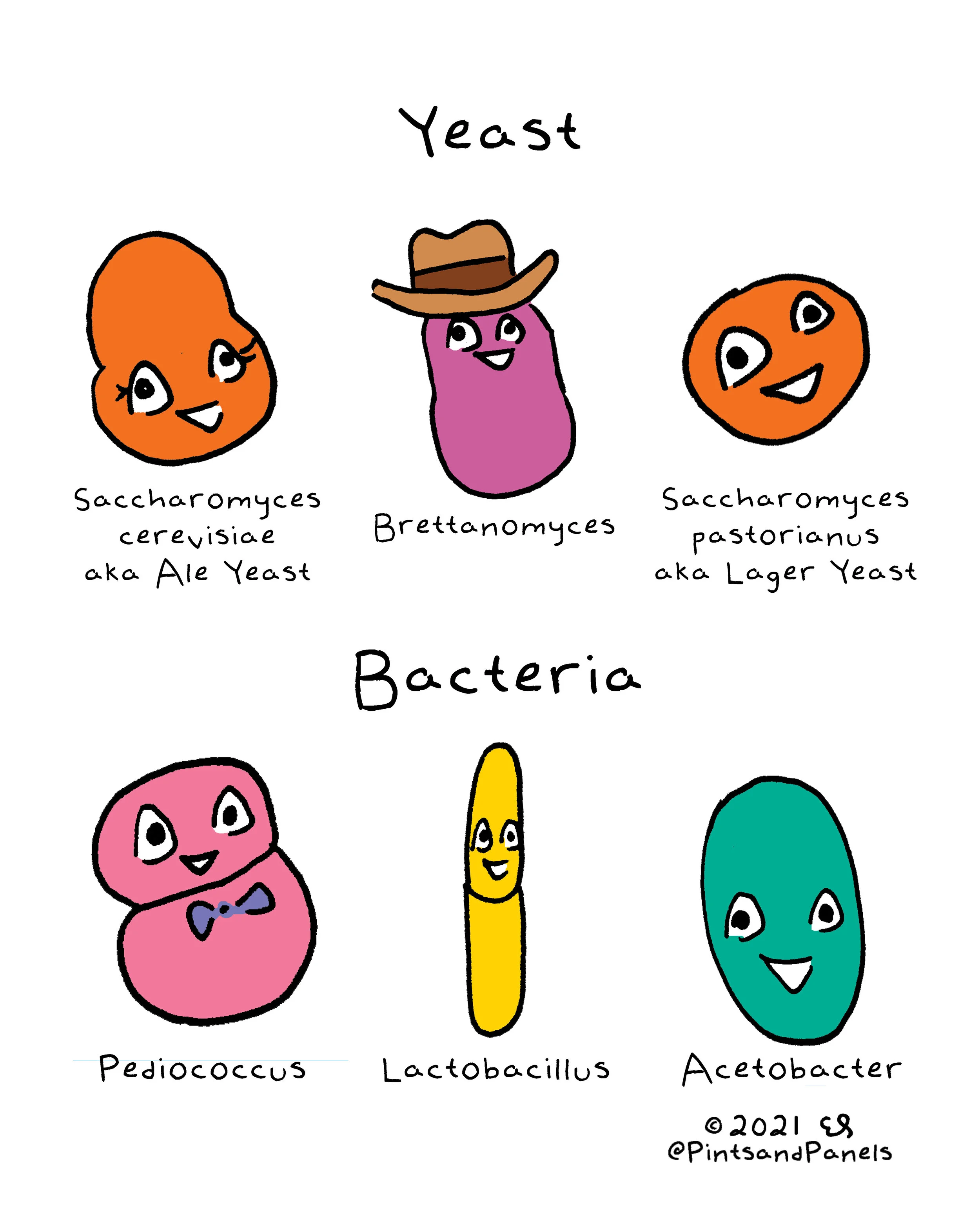 yeastandbacteria.jpg