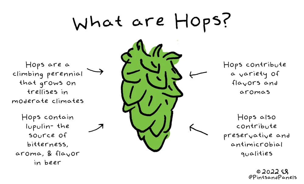 Beer 101 What are Hops? — Pints and Panels