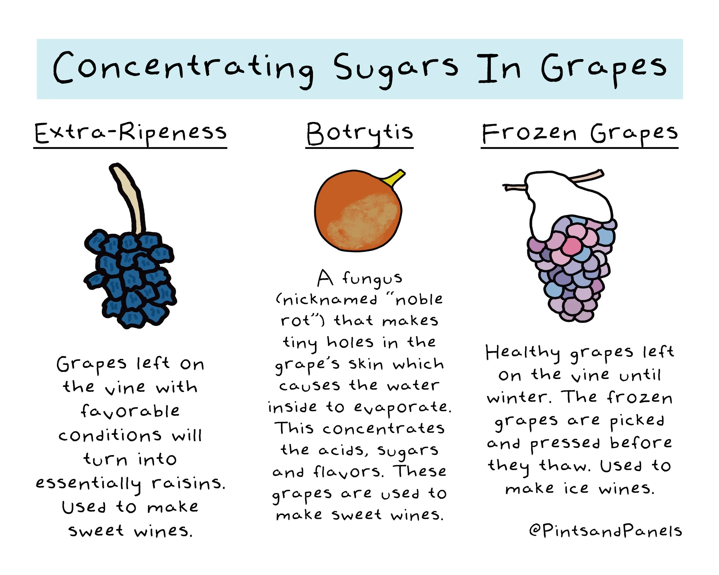 concentratingsugarsingrapes.jpg