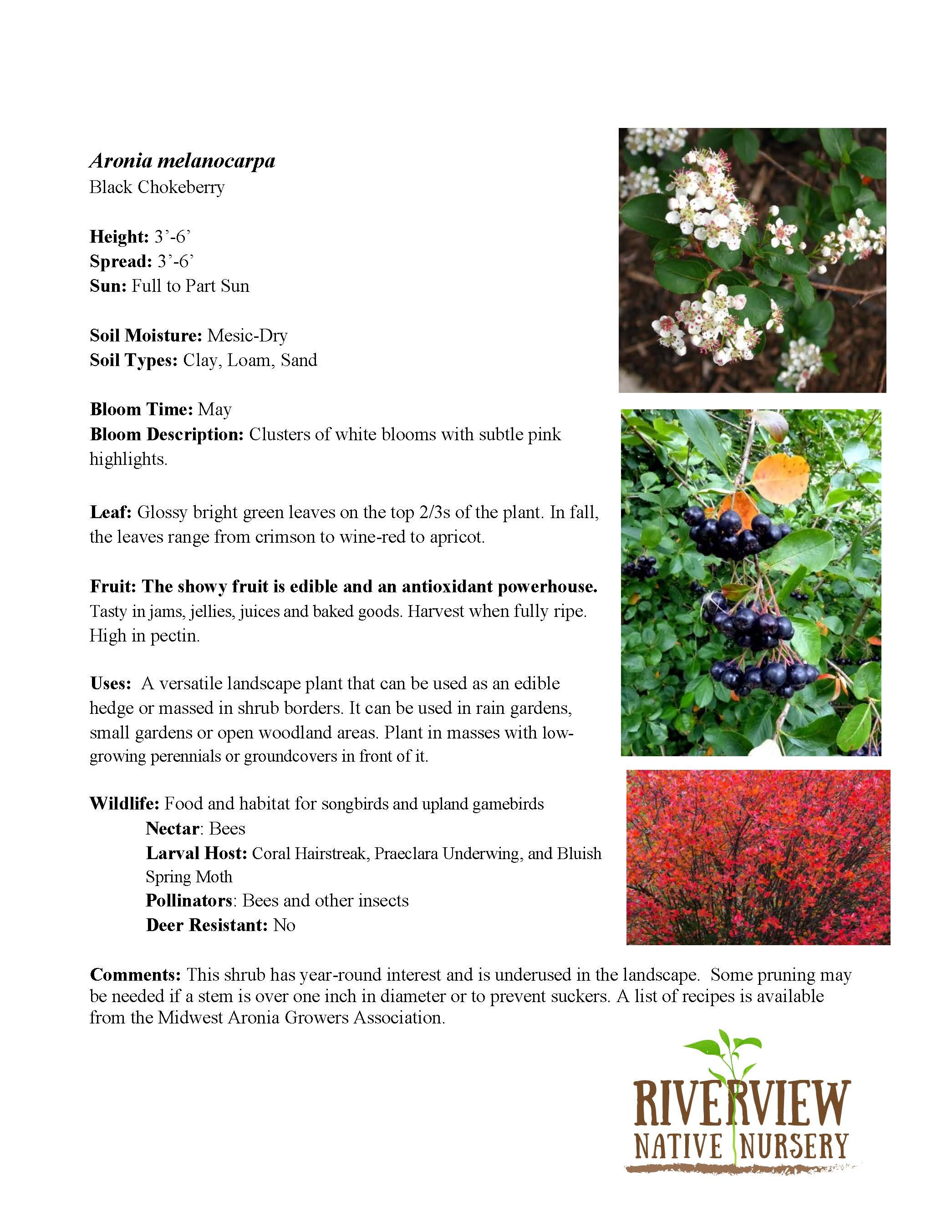 Black Chokeberry.jpg