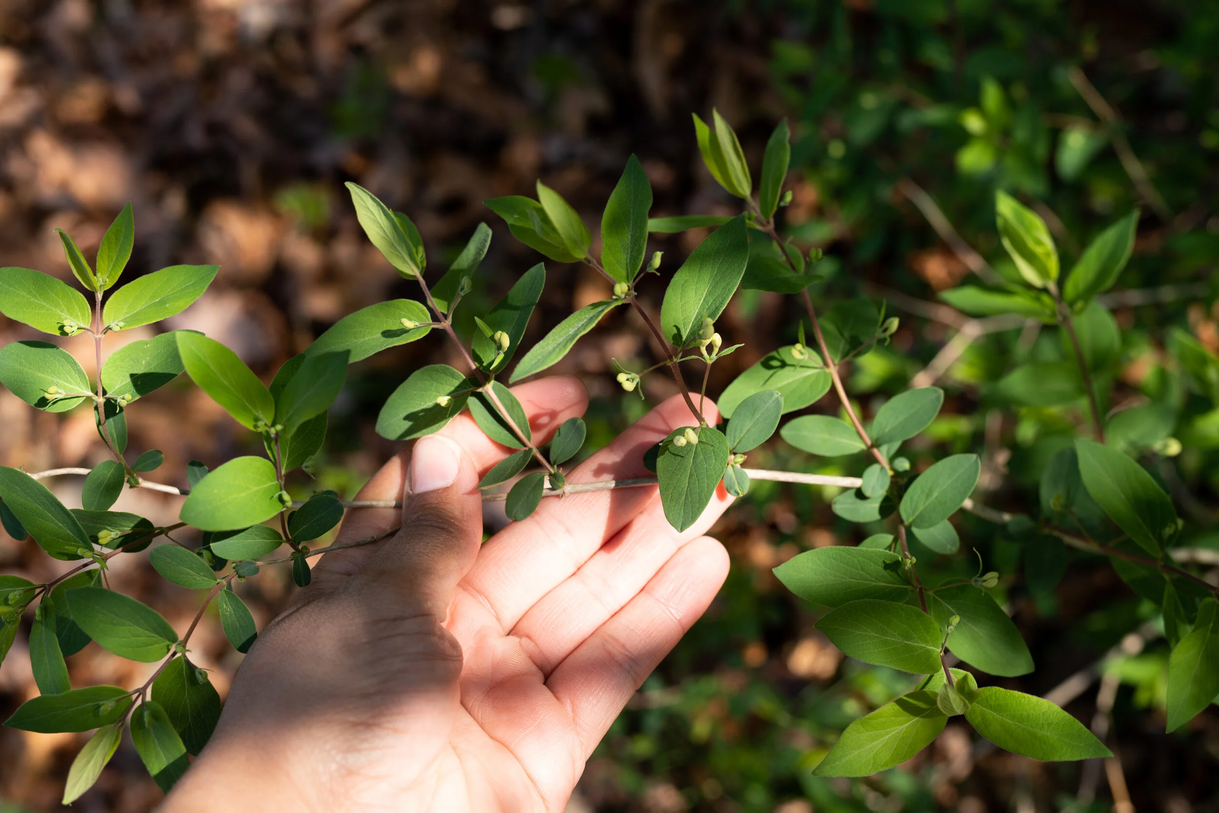 Non-native and invasive Asian Honeysuckle
