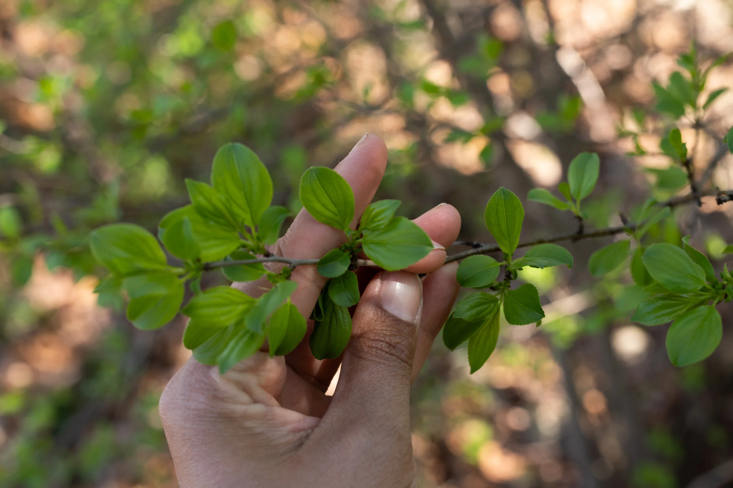 Non-native invasive common buckthorn