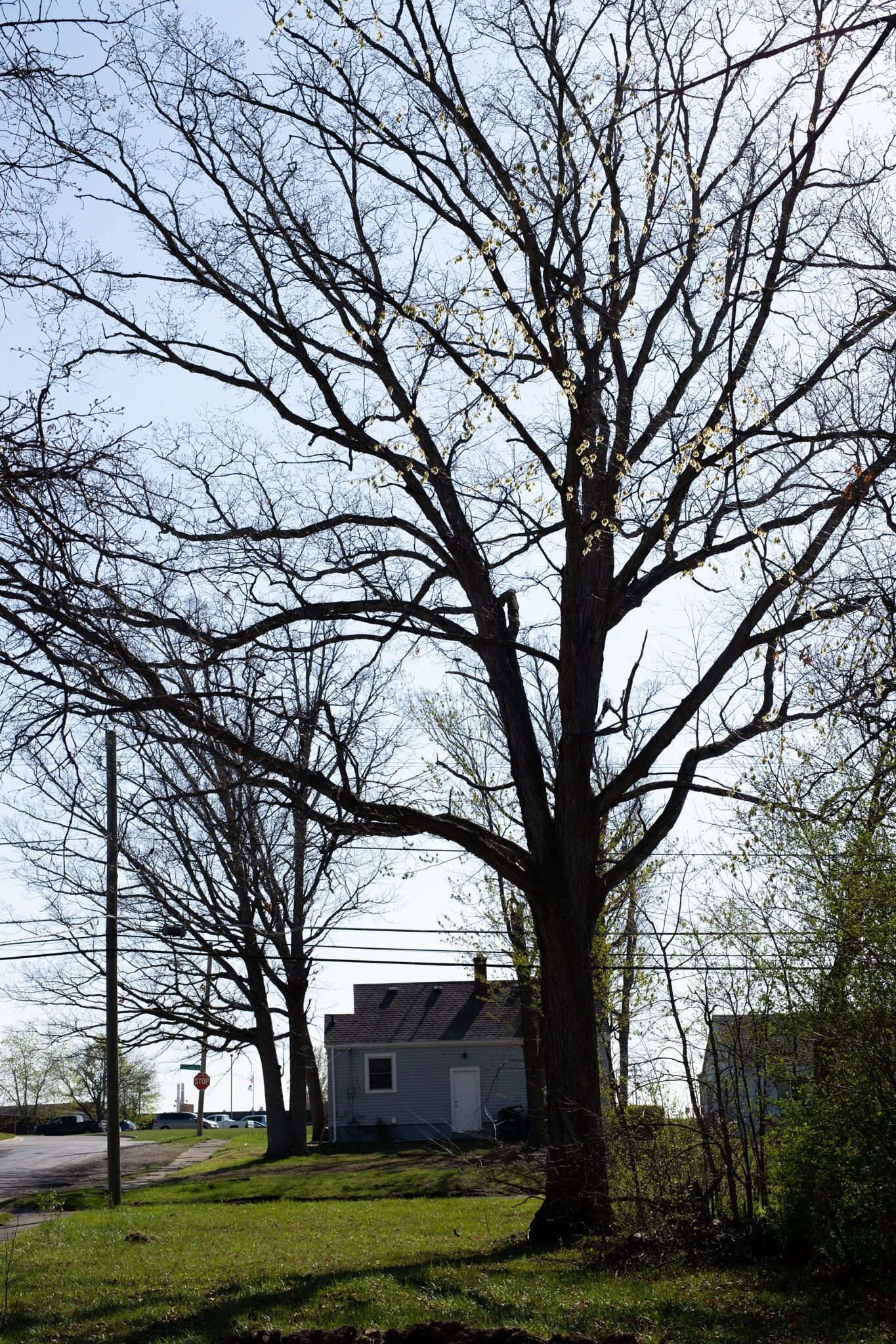 One of the mature White Oaks at the Orchard.