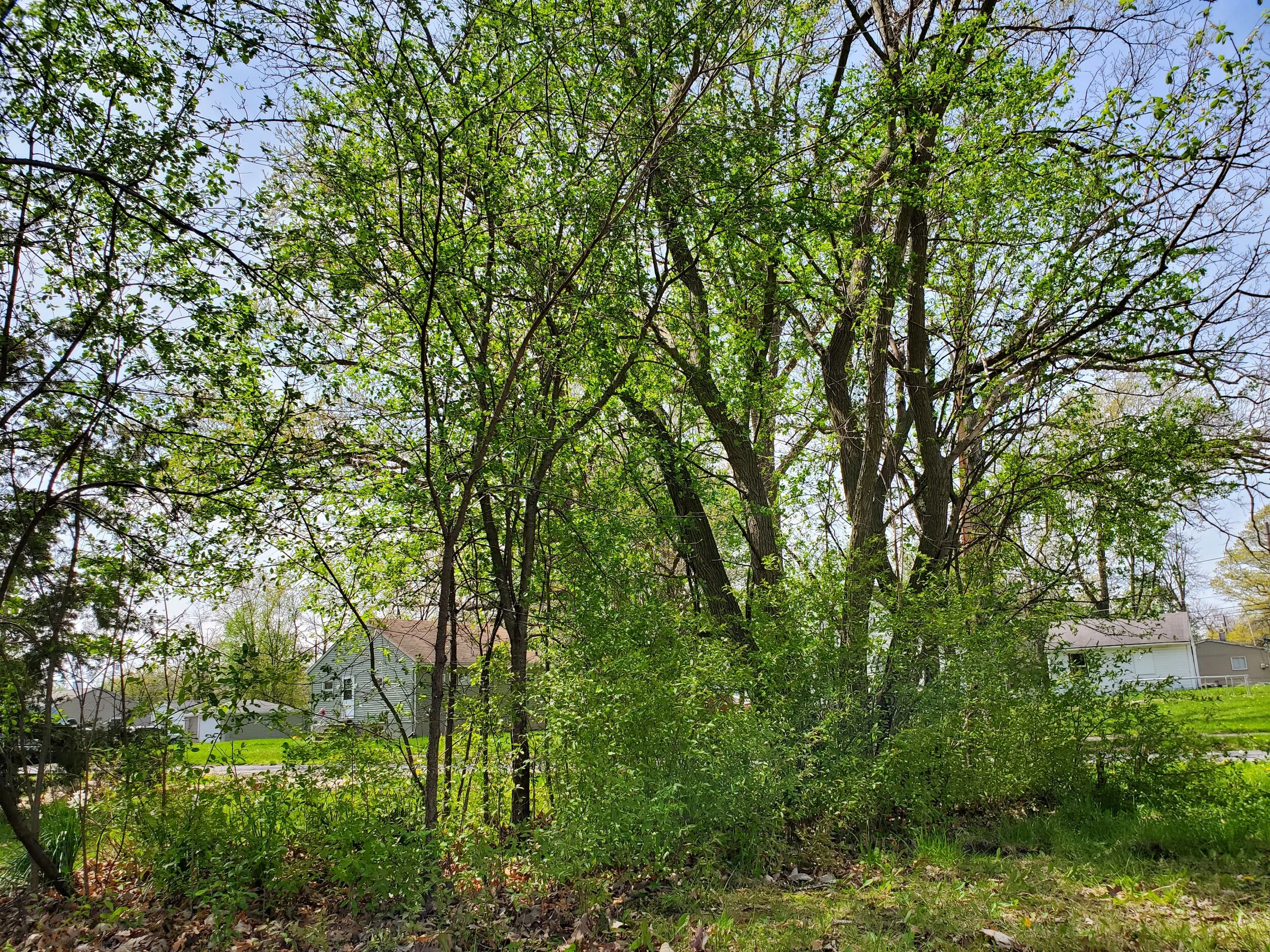 This is what the entire property line looked like before I started.