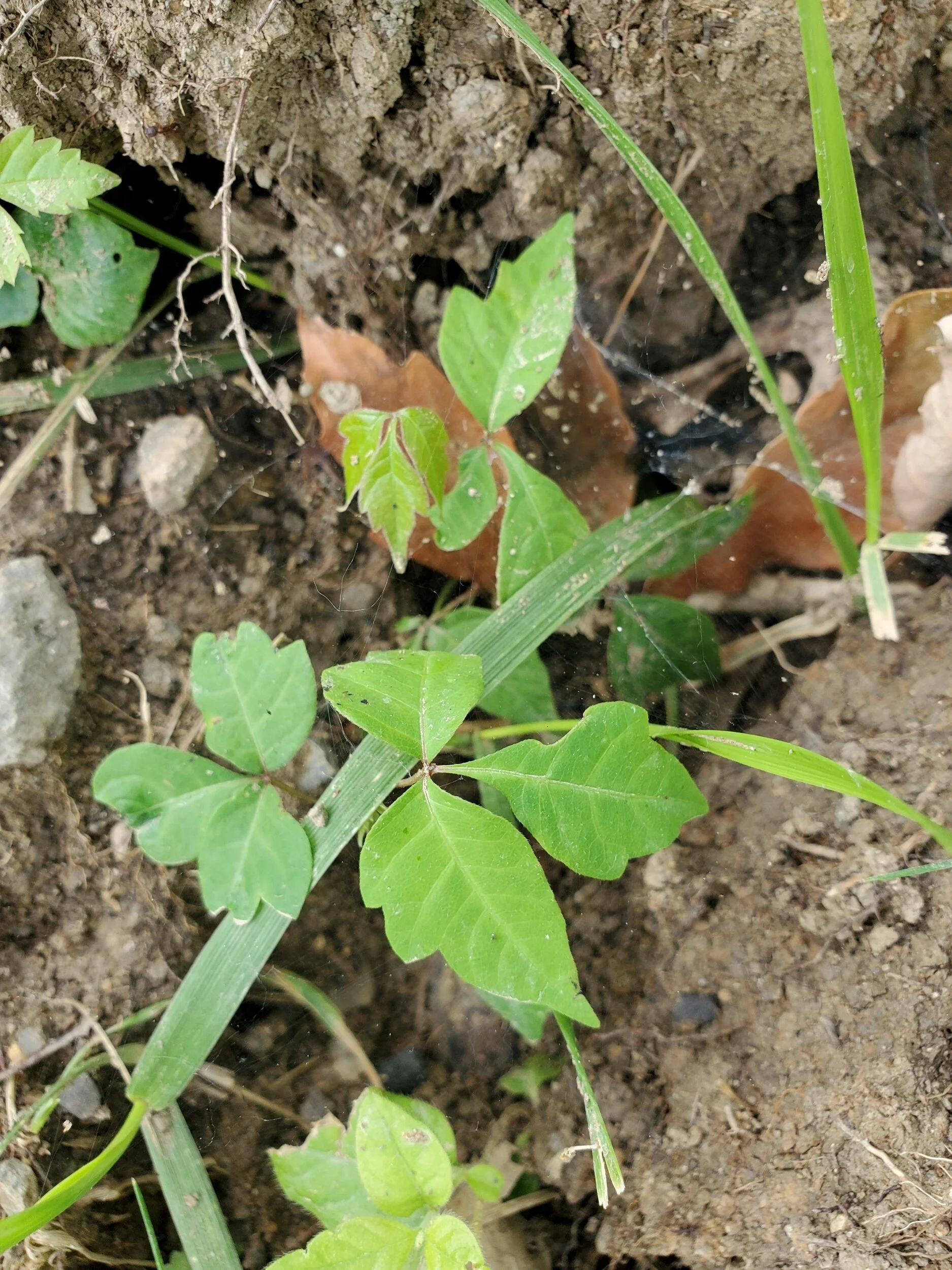 I’ve been around poison ivy so many times and have never had a reaction. I wonder if I’m one of those people who aren’t allergic to it. Hope to never find out, haha.