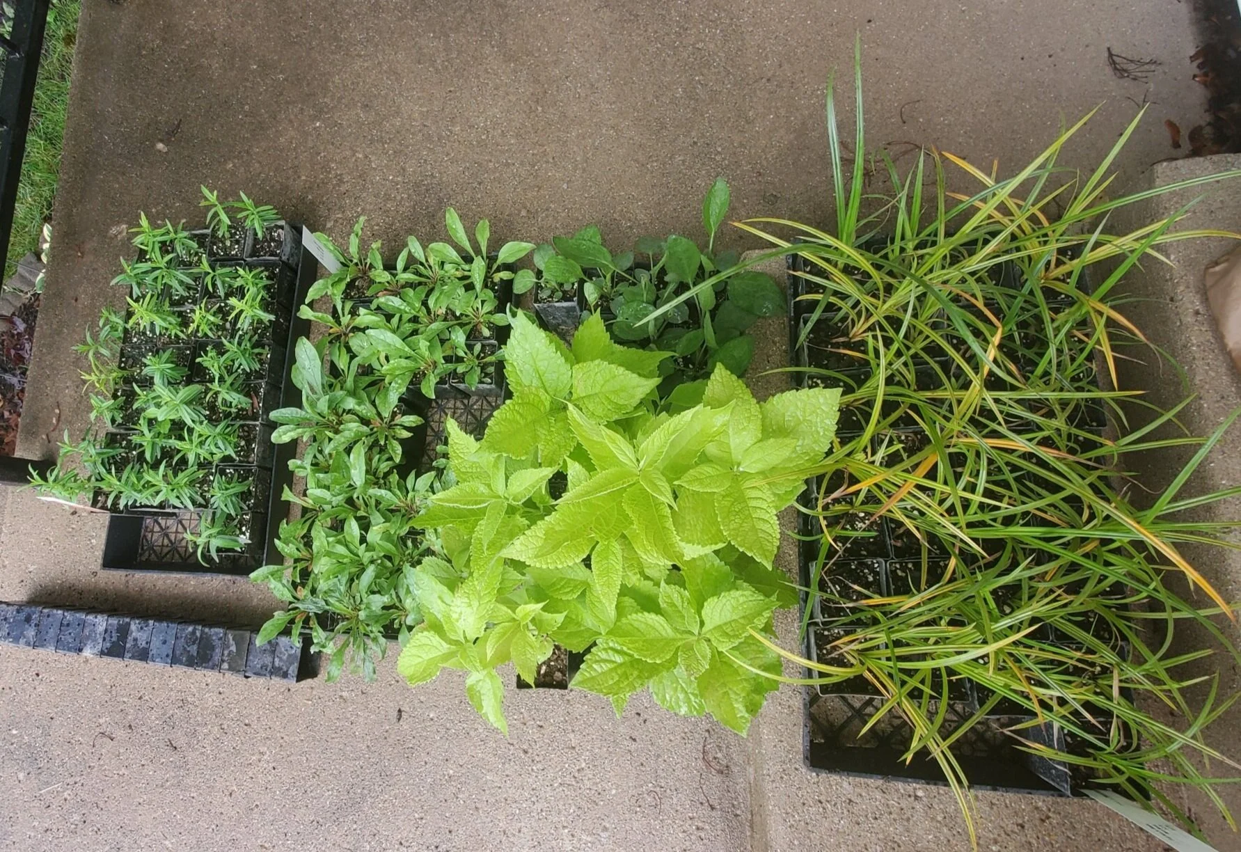 This is about 1/2 of my native plug order.