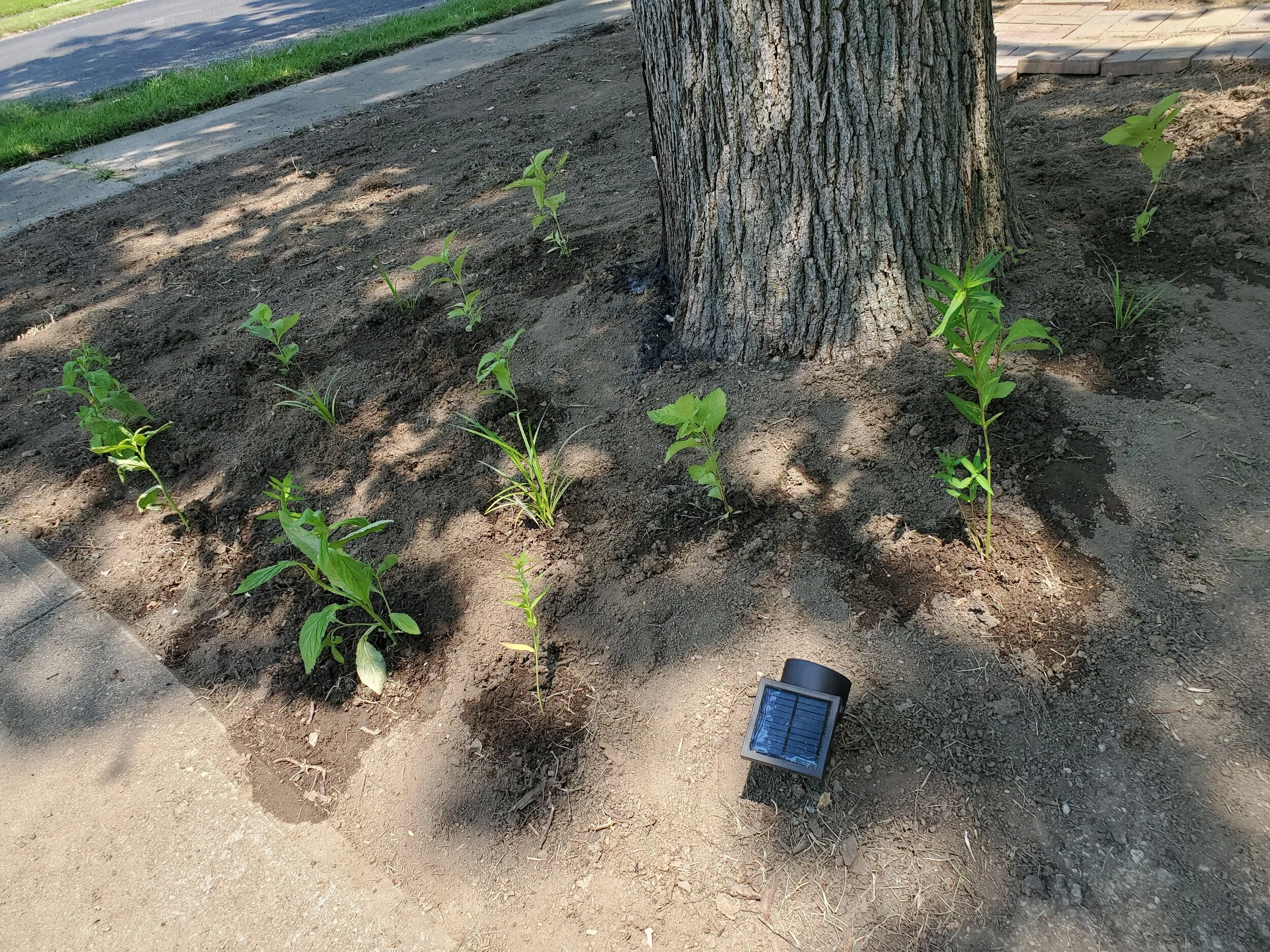 I’ve also installed a couple more solar lights. They look great but I need to go over when its dark out to see if they’re actually getting enough sun to turn on at night. We saw a monarch fluttering around twice while we were working. Hoping this becomes a haven for them over the next couple of years. We also made friends with two robins who came and ate worms and insects in our overturned soil for hours on end each day.
