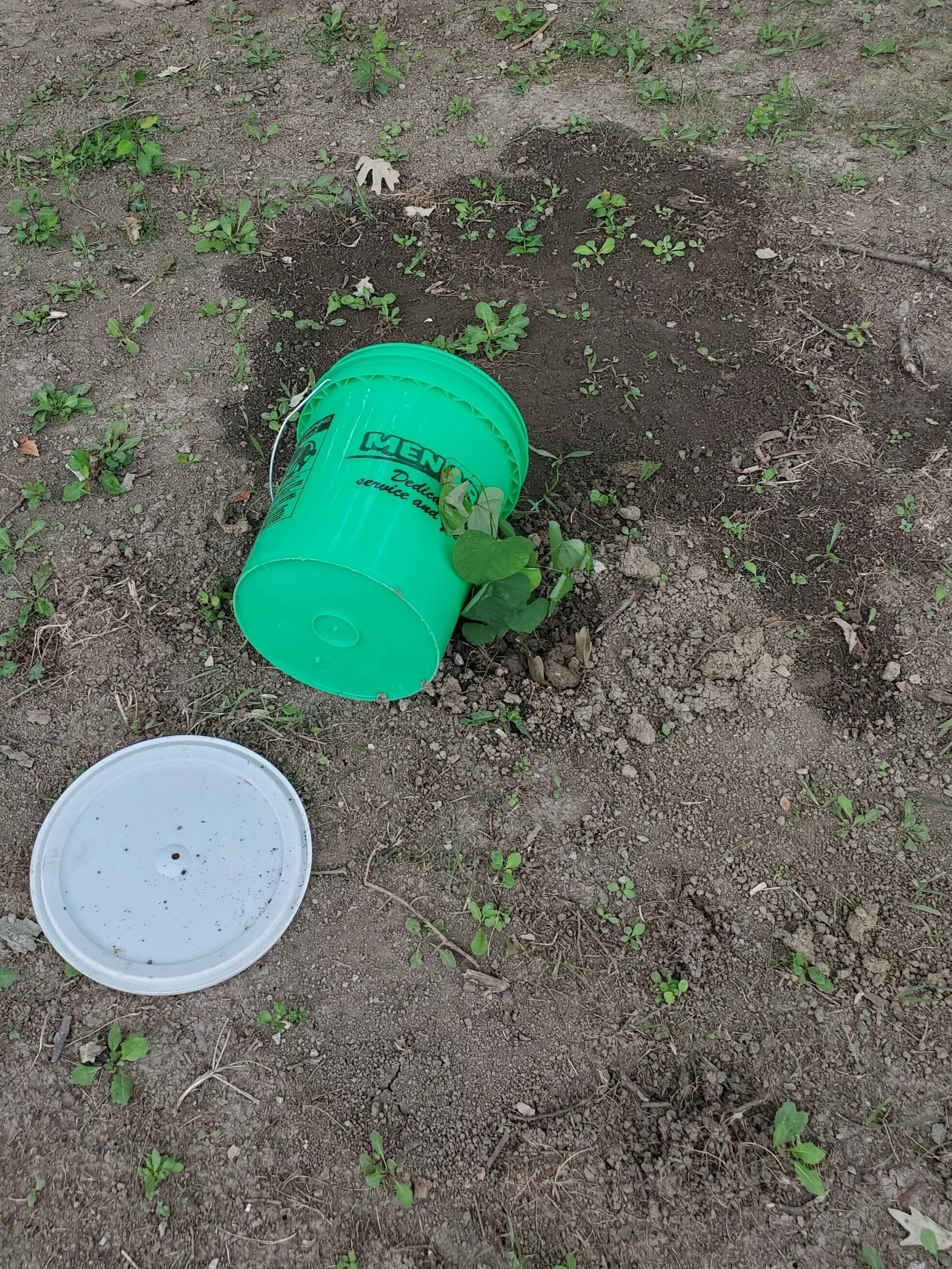Drove by the orchard today to find that someone had removed the lid and knocked over my drip irrigation bucket that was meant for a freshly planted baby Redbud tree. :( But the swing was still there! Win some, you lose some. I guess.