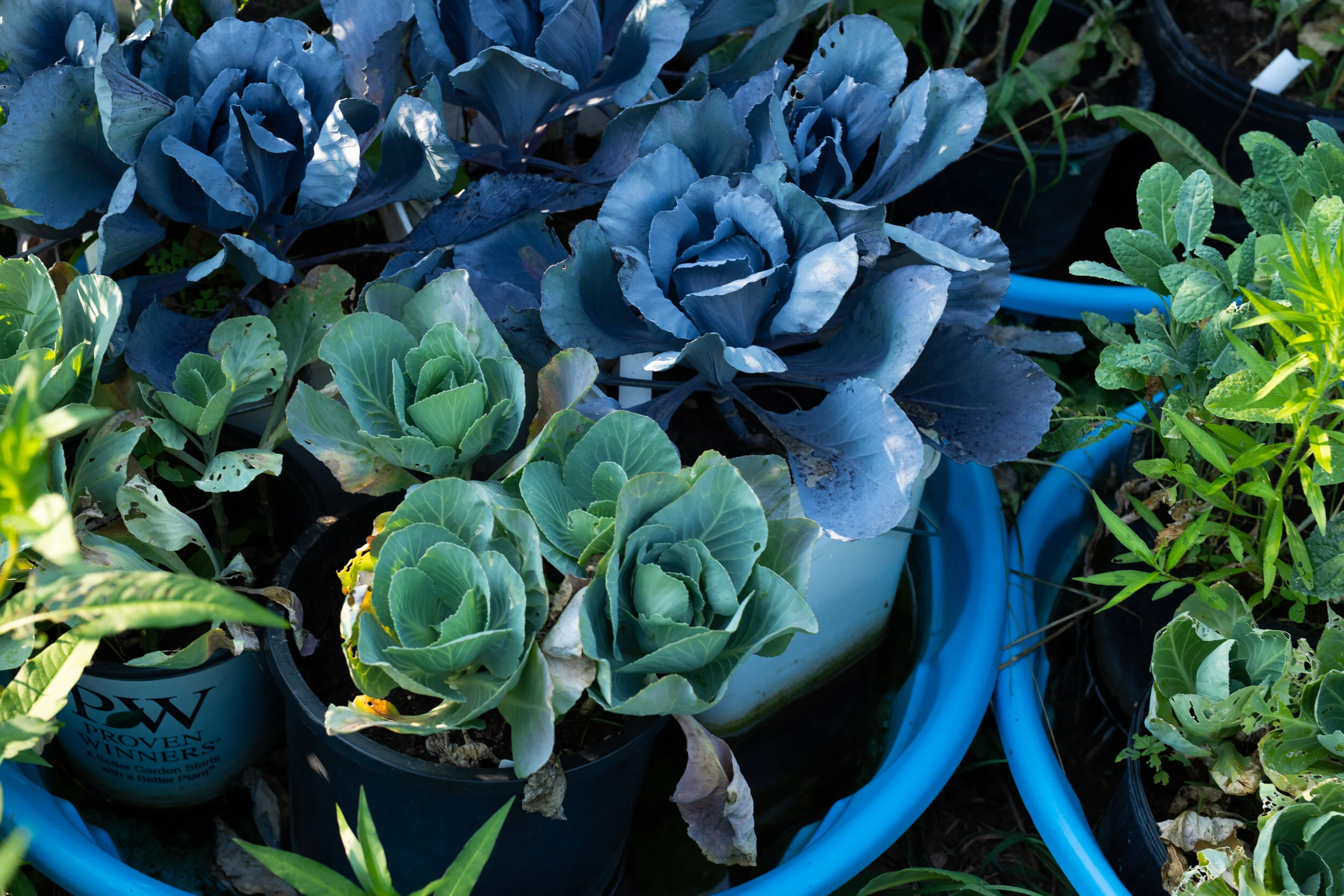 Photographic and Written Contributions for How a mutual aid, eco-friendly 'food forest' in Fort Wayne is advancing a neighborhood