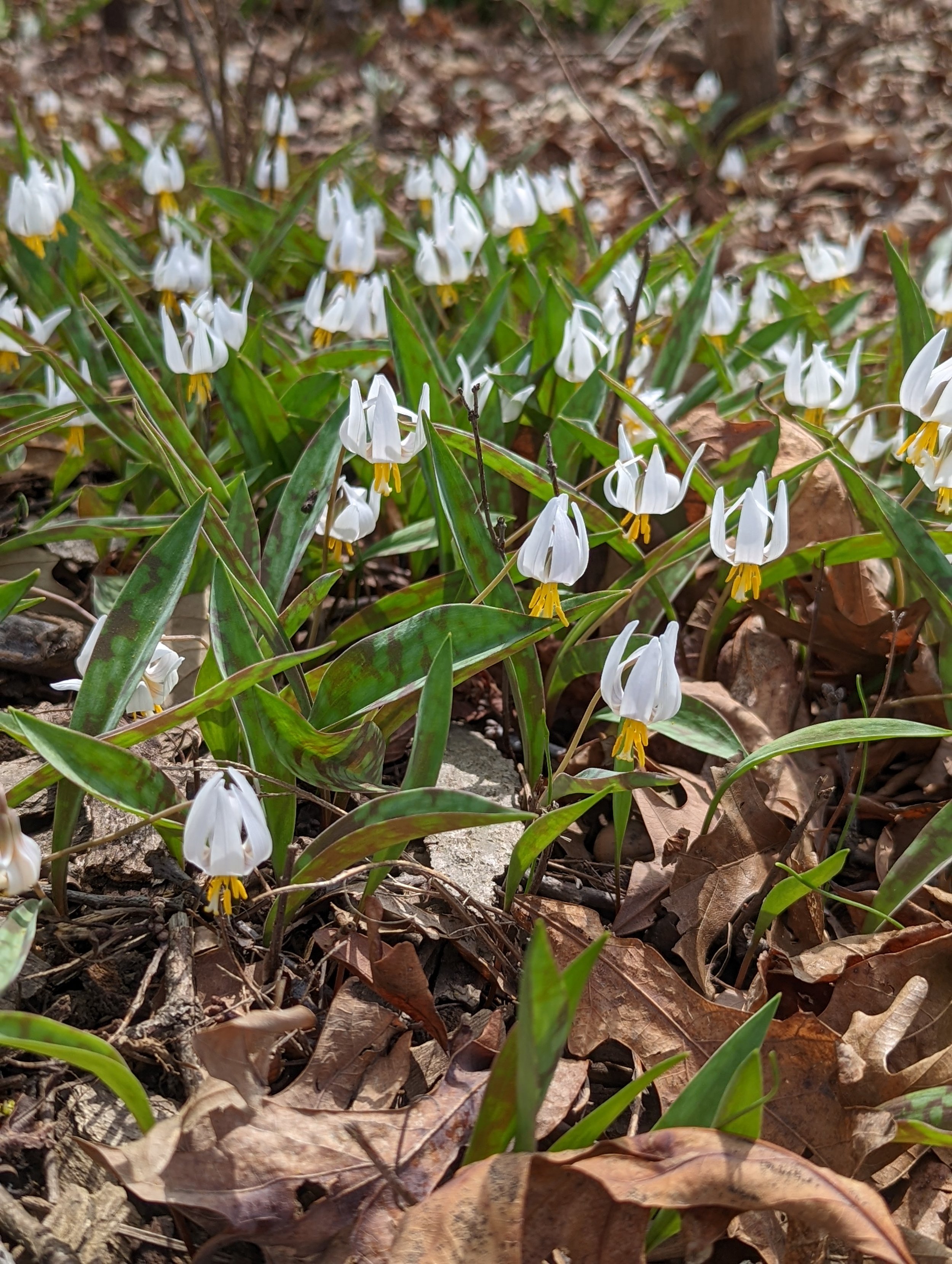 PR, Woodpeckers &amp; Spring Ephemerals