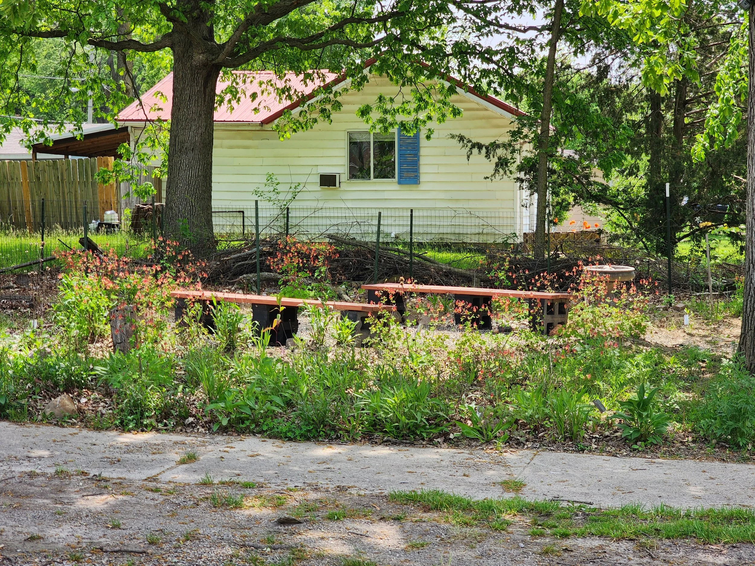  Wild columbine in the spring of 2023 