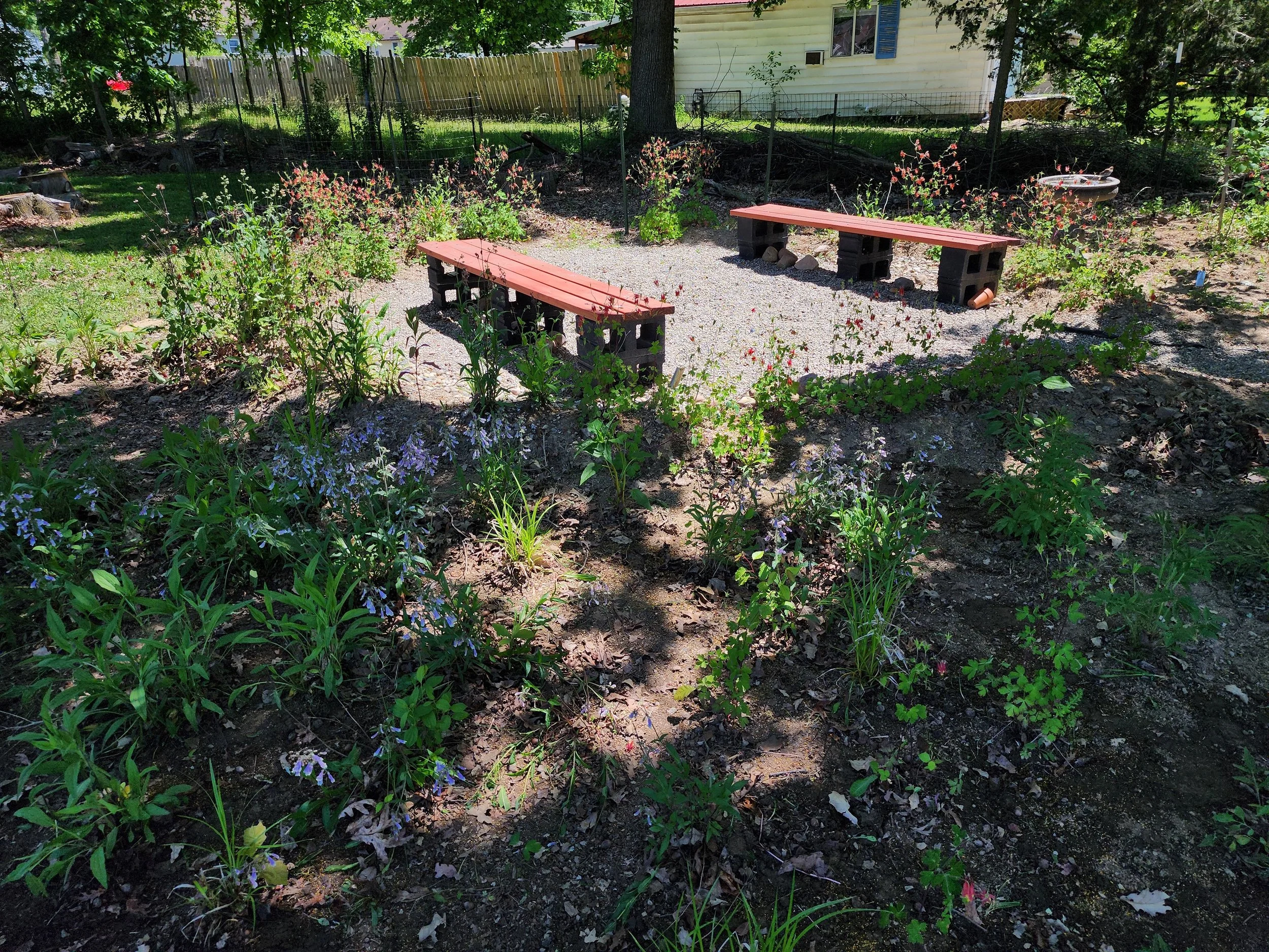 Foxglove beardtongue with wild columbine in the Spring 2023 