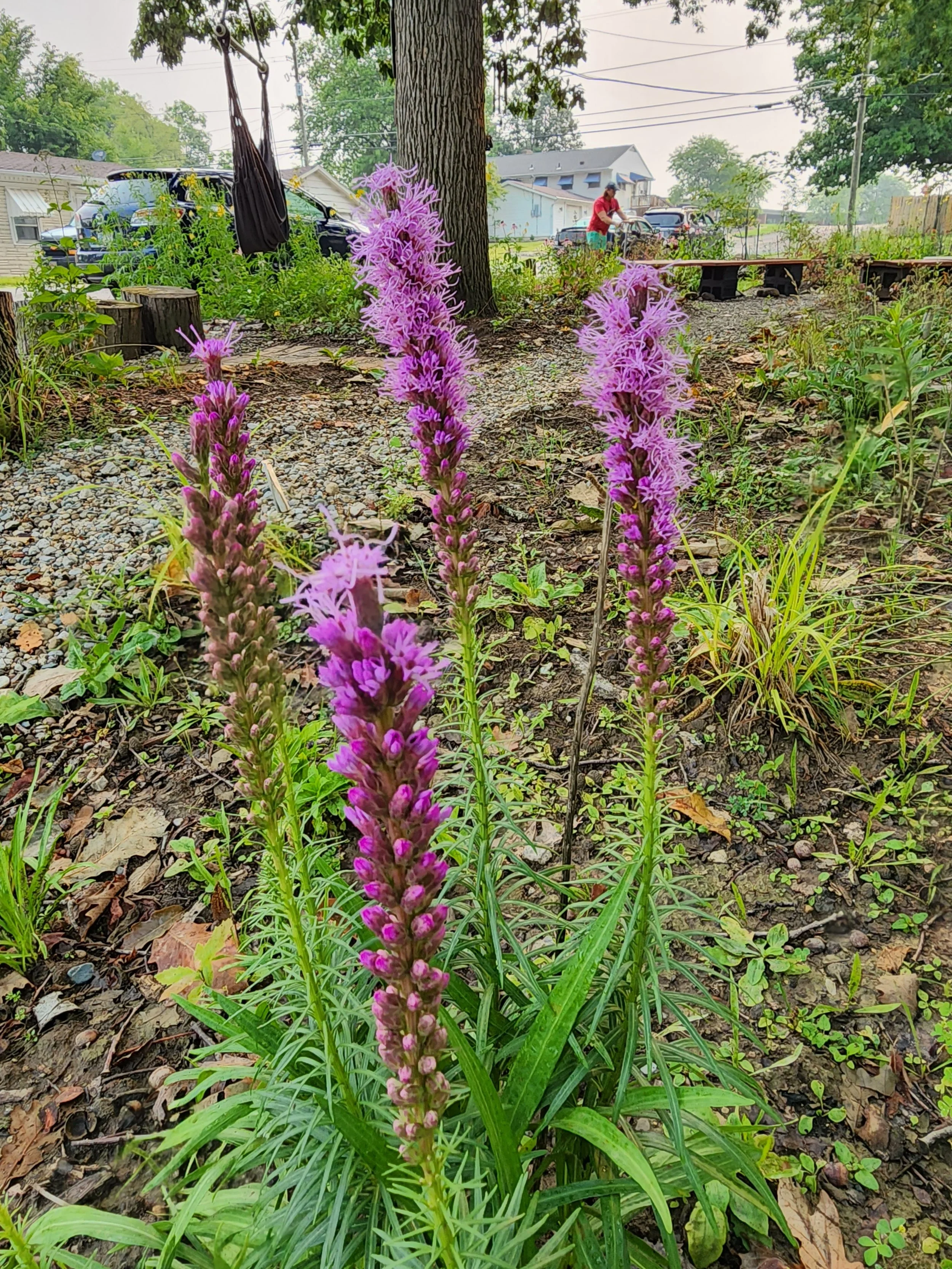  One of my favorite native flowers because it grows easily from seed and is commercially and inexpensively available in the spring via corms.  
