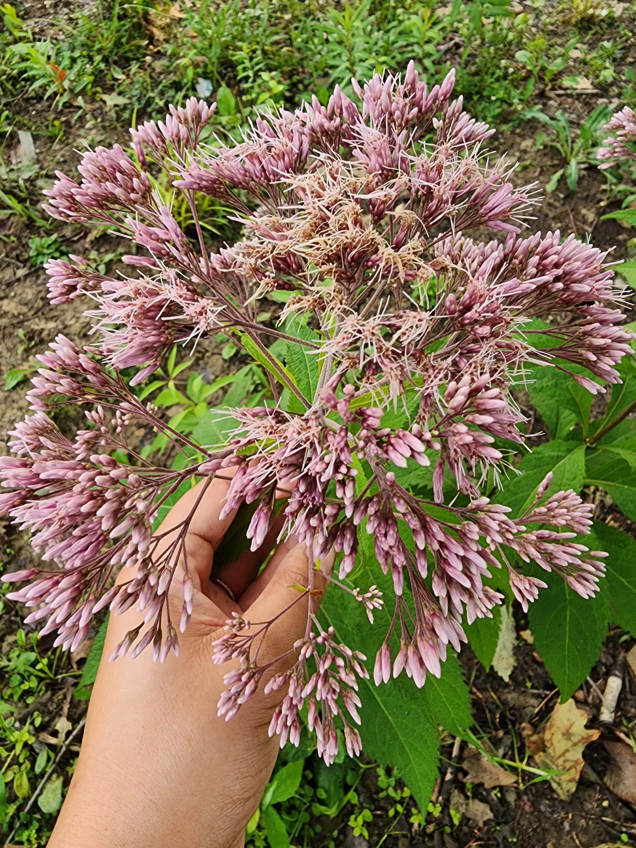  Joe Pye weed blooms are so giant and beautiful.  