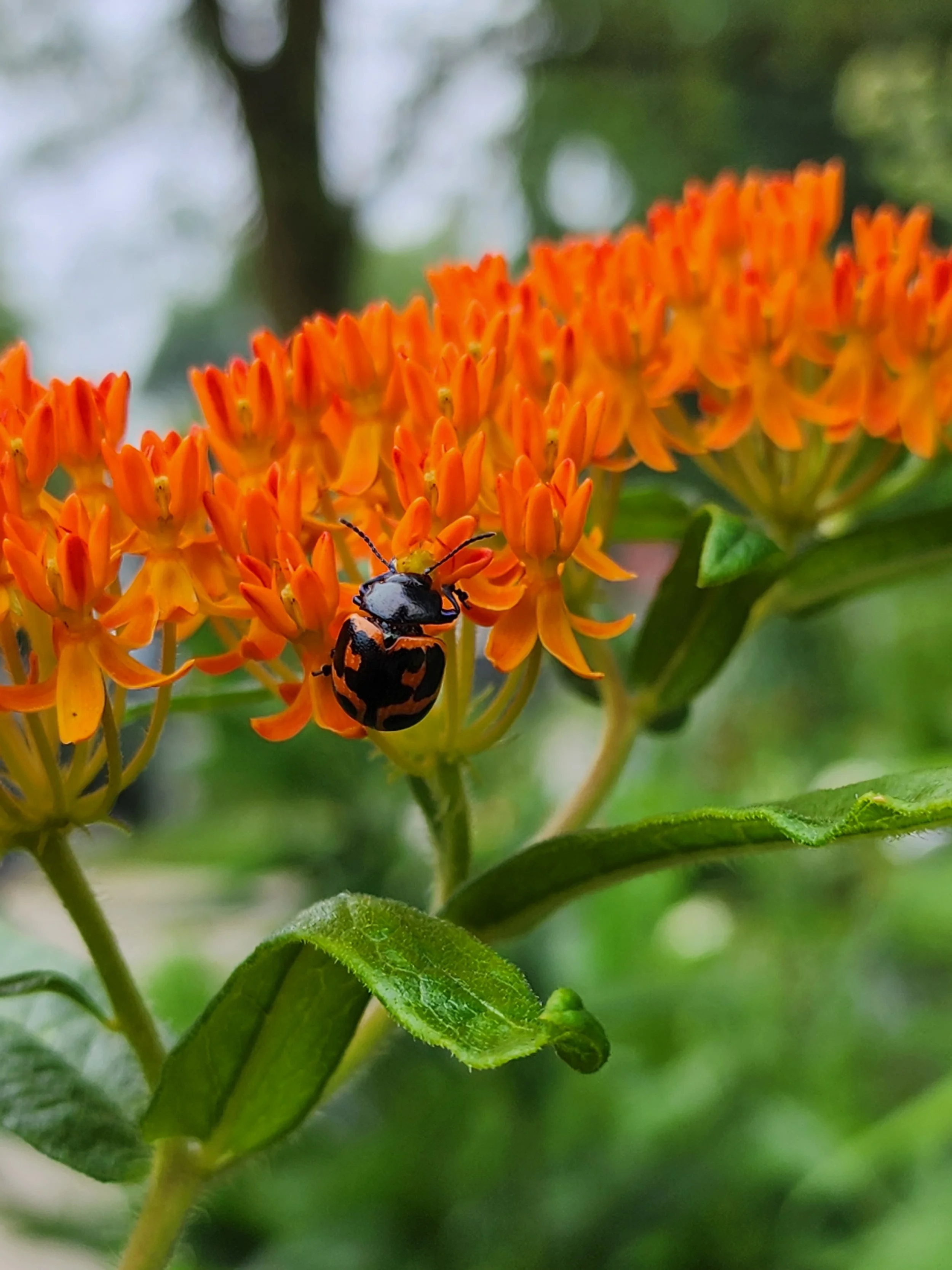  Butterfly weed &amp; beetle. 